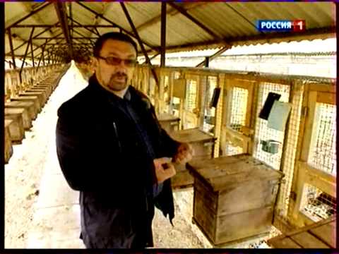 Как сделать козий сыр из козьего молока в домашних условиях Как сделать козий сыр из козьего молока в домашних условиях