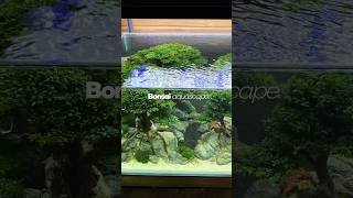 New Bonsai Display, Sudah Bisa Di Nikmati Di Gallery Nickz Aquascape