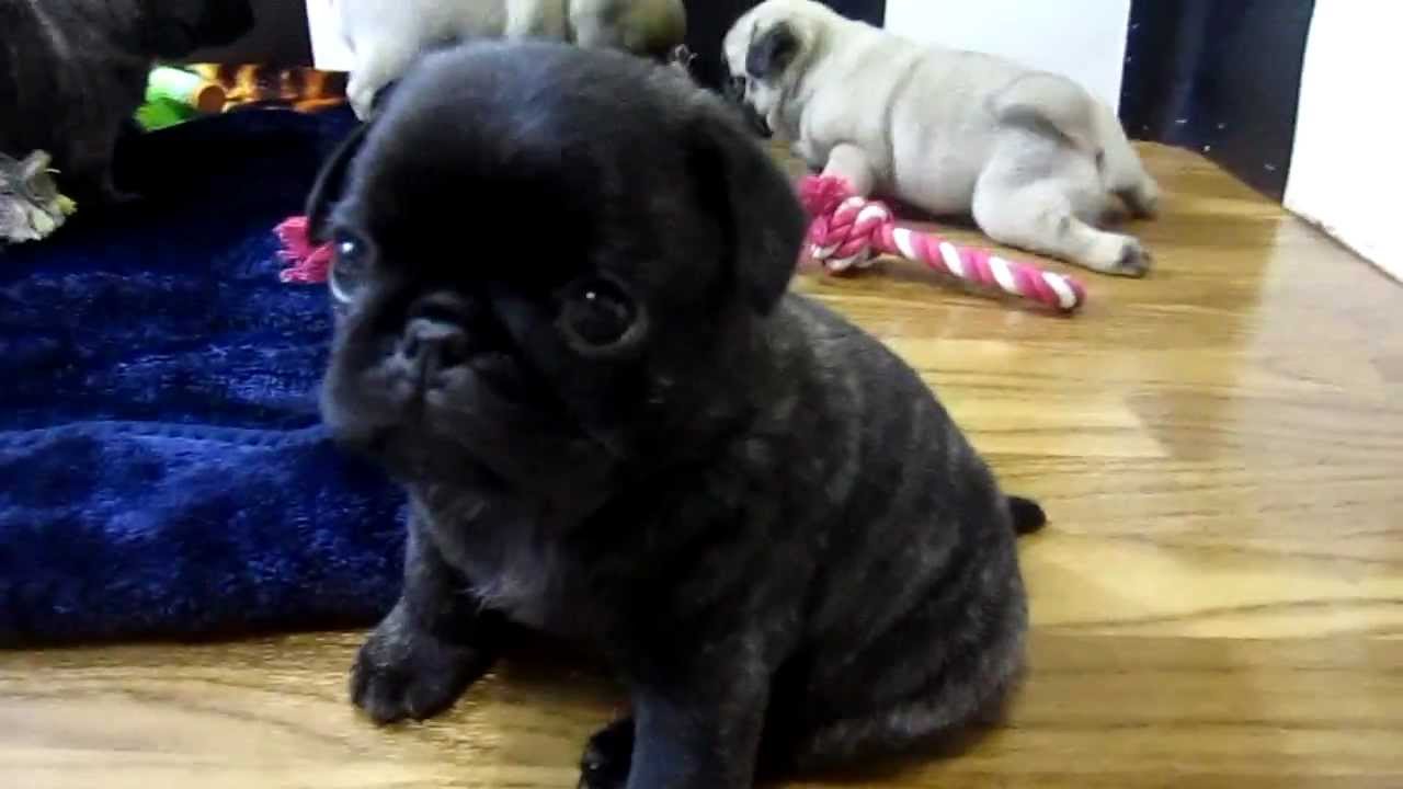 the cutest pug cutest pug puppies the cutest pug cutest pug puppies