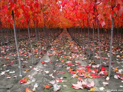 YE HASEEN WADIA YE KHULA ASAMAN.wmv
