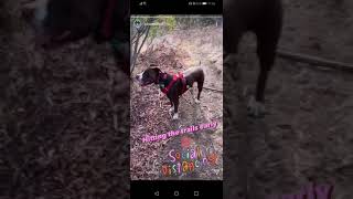 Pirate Pitbull Stories Hiking, Balls Park Discovery Driving Range And Just Watching The Deers