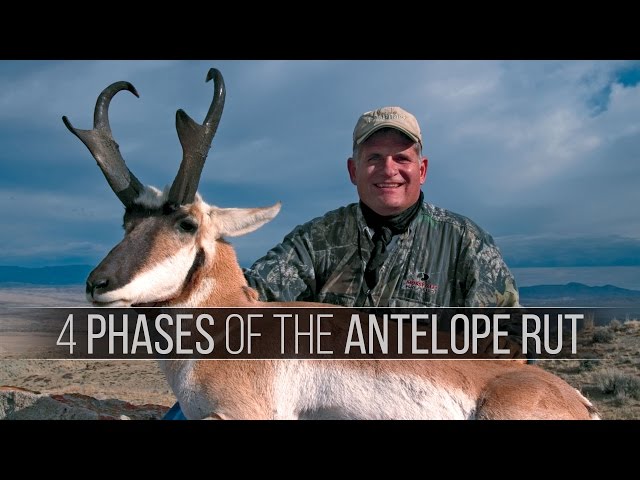 Watch 4 Phases of the Pronghorn Antelope Rut - How to hunt antelope on YouTube.