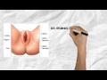 Aparato Reproductor Masculino y Femenino