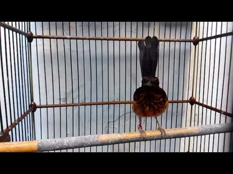 VIDEO : suara burung : murai batu trotol trah jawara -  ...