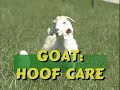 Basic Hoof Care