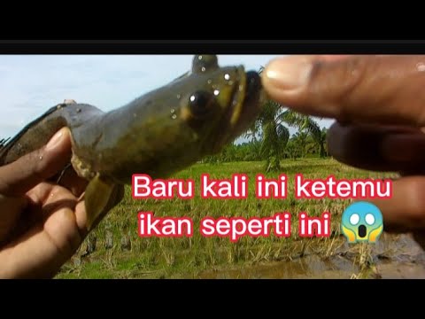 CASTING DI SAWA ketemu ikan aneh