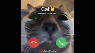 CAT WOULD LIKE TO FACE TIME   #shorts #cat #facetime