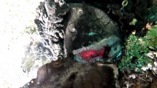 Watch Sincerely Dead Baby Mine video