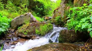 Di̇nlendi̇ri̇ci̇ Su Sesi̇ - Kuş Sesi̇ , Akarsu, Doğa, Huzur .Sound Of Water, Relaxing ,For Sleeping. Asmr