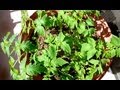 Growing Bush Early Girl Tomato from Seeds, Days 22-33