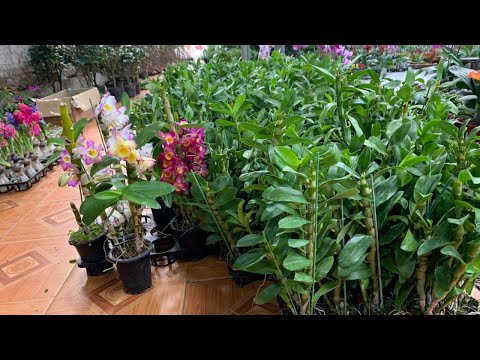 Denro Xuân đẹp, thanh đạm indo khủng hoa Tết, hồ điệp, các loại củ, mộc Lan 0393873266, 0394404142