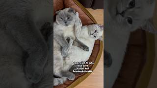 Scottish Blue Point Yavru Kedi Sahiplendirme