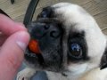 Pug Eats Cherry Tomato