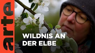 Das Alte Land An Der Elbe Apfelwiesen Und Wildnis Arte Family