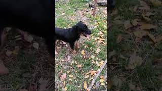 Jagdterrier La Curte.3