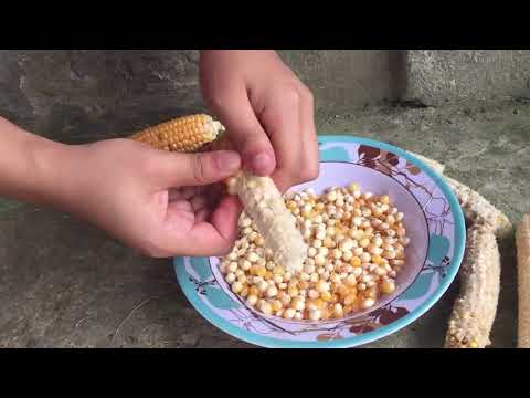Trồng thử bắp rang bơ ở Việt Nam,không ngờ nổ tưng bừng