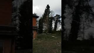conifer tree removed