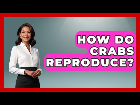 How Do Crabs Reproduce? - The Marine Life Explorer