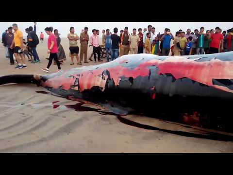 Whale Fish washed on the Juhu Beach Shore Mumbai INDIA