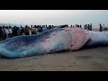 Whale Fish washed on the Juhu Beach Shore Mumbai INDIA