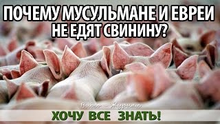 Почему мусульмане не едят свинину видео Почему мусульмане не едят свинину видео