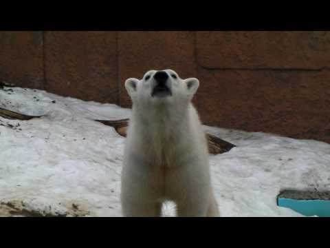 Polar Bear 20100225 ピリカがララを呼んでいる様子　他