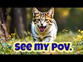 cats POV stream