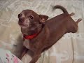 Chihuahua sings happy birthday