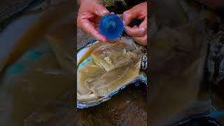 Rare Giant Blue Clam Found The Sky-Blue Pearls Inside Are Unreal
