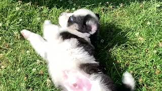 Yakutian Laïka Puppy 5 weeks old