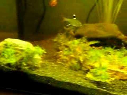 guppies for sale. Guppy Fish Guppies amp; Java Moss