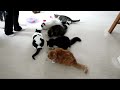 6 Kitty Catnip Party