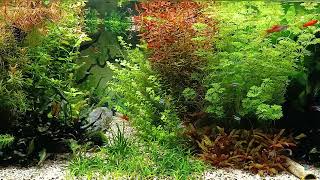 3 Hours Aquarium HD with Watersounds (NO Music) - NO LOOP!