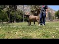 Largest Bully XXL PITBULL, BGK's BIG SEXY X VIKING breeding, BIG GEMINI KENNELS, 142 POUND PITBULL !