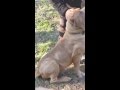 CANE CORSO PUPS FOR SALE