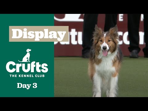 Obedience Champion (Bitch) and Reserve (Bitch) Display | ​Crufts 2025