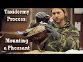 Mounting a Ring-Necked Pheasant (Taxidermy Process How To Overview) Wildlife Animal Art Taxidermist