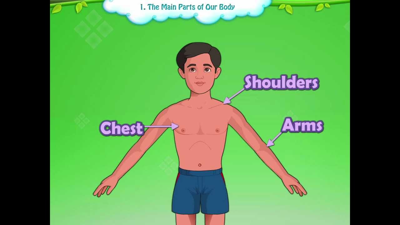 Learn Grade 1 - EVS - The Parts of Our body - YouTube