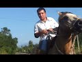 Drunk horse rider, Chile