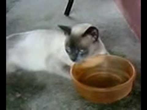 Videos Divertidos De Gatos Y Bebes