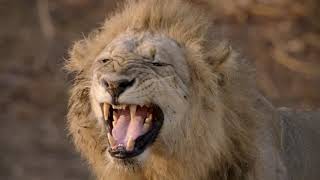 Wild Life - Lion Pride Documentary 2020  HD 1080p