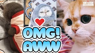 *OMG AWW* 🐶 FUNNY DOG & FUNNY CAT 😸 CUTE DOG & CUTE CAT - Tik Tok | We Love Hooman ❤️