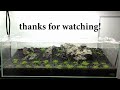Nature Aquarium Aquascape, ADA 60F Iwagumi 1A