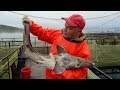 Modern Caviar Production In Russia - Russia On Four Wheels - BBC