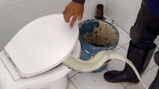 Cr Pinasok Ng Cobra Sa Bacolor, Pampanga Jtg Kamandag