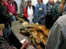 Kent OH video: fur auction, kent ohio PT.2