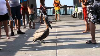 Funny Pelican on Clearwater Beach Pier 60 Florida USA