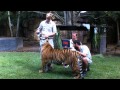 Australia Zoo's Tiger Kaitlyn Pregnant