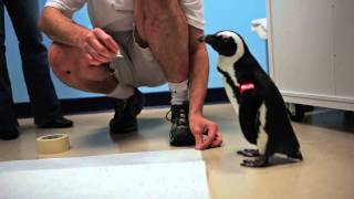 Backstage Penguin Pass: Audubon Aquarium of the Americas