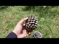 🌲Pine Tree or Chir plant's introduction,care,seed in Urdu/hindi